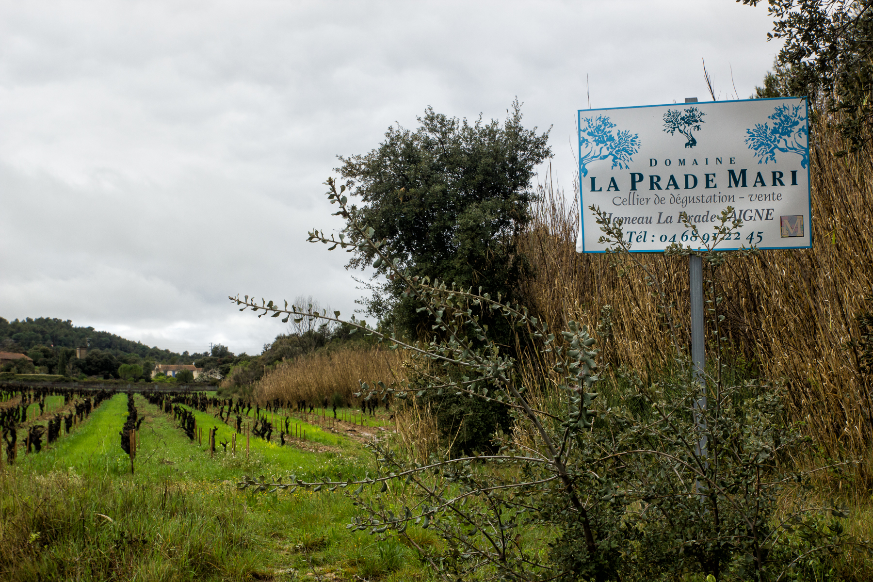 Vignoble - par Vievie