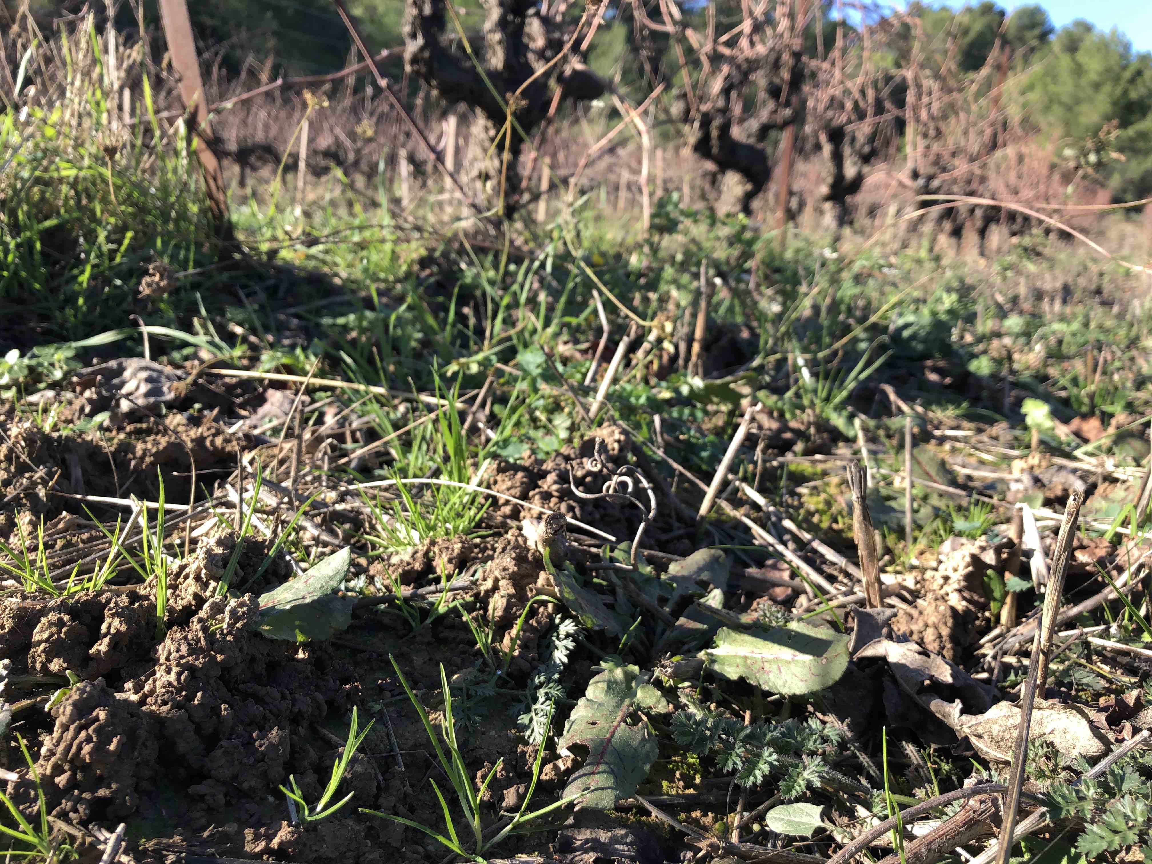 Vente de vin, vente de vin en ligne, achat de vin bio, achat vin, acheter du vin, vin rosé, vin blanc, vin rouge, prix des vins, vin achat, grand vin, promo vin, achat vin grand cru, cave a vin, bon vin pas cher, site vente vin, achat vin rouge, site vente de vin, vin acheter, vin rosé pas cher, acheter vin rouge, ou acheter du vin, prix vin rouge, site pour acheter du vin